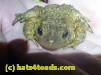 /home//u458753944/public_html/sourcegallery///////Roxborough Toad Detour/2013-2019/2014/2014-04-02/P1140886.JPG